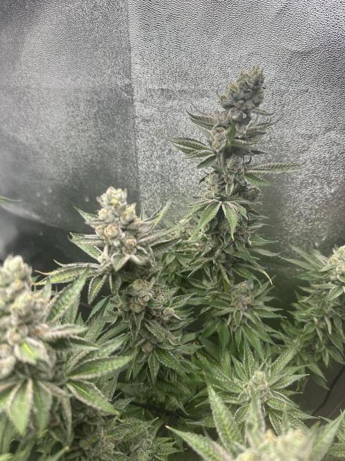 Crazy Platinum Marker. Week 18