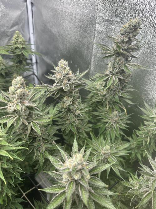 Crazy Platinum Marker. Week 18