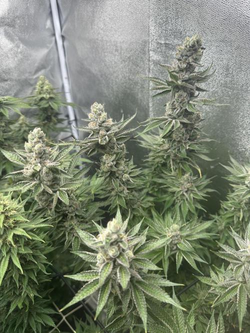 Crazy Platinum Marker. Week 18