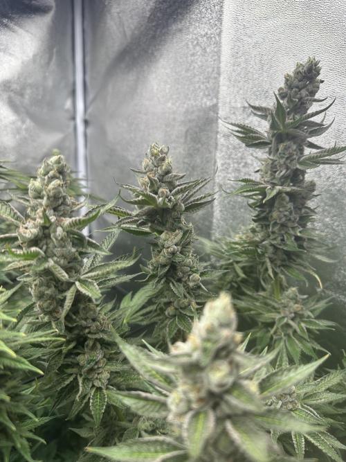 Crazy Platinum Marker. Week 18