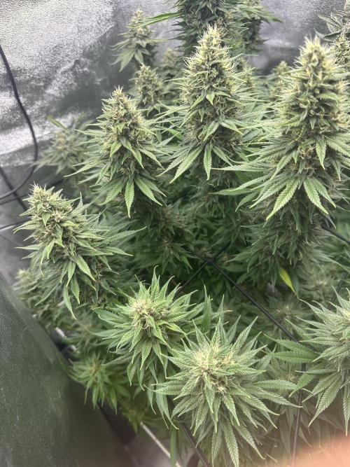Crazy Platinum Marker. Week 18