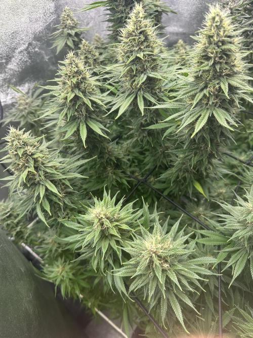 Crazy Platinum Marker. Week 18