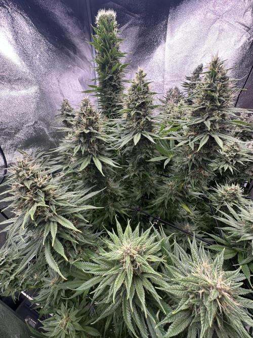 Crazy Platinum Marker. Week 18