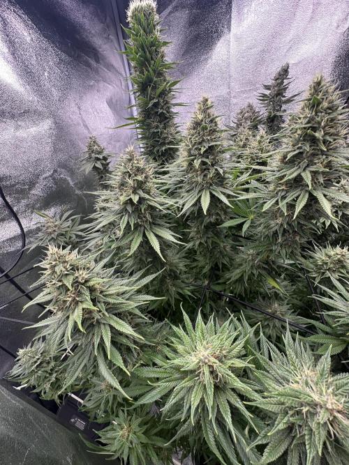 Crazy Platinum Marker. Week 18