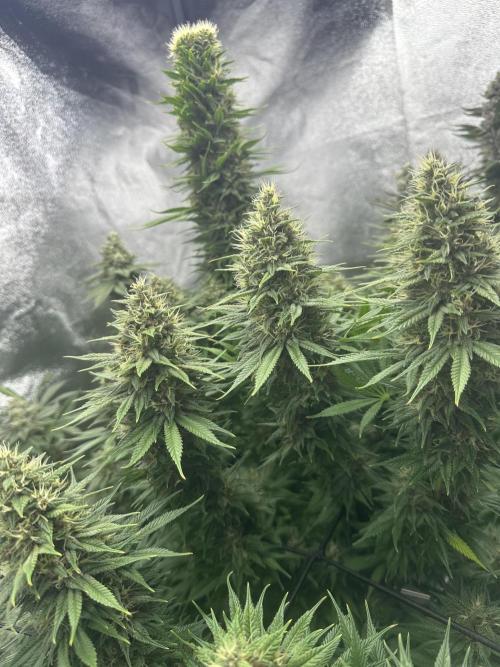 Crazy Platinum Marker. Week 18