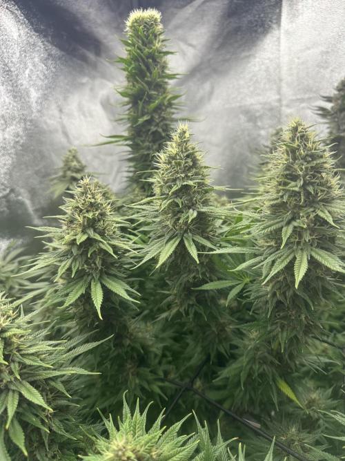 Crazy Platinum Marker. Week 18