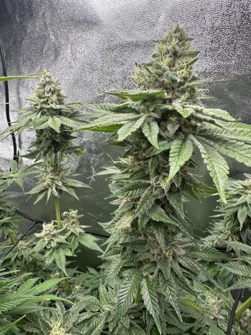 Crazy Platinum Marker. Week 18