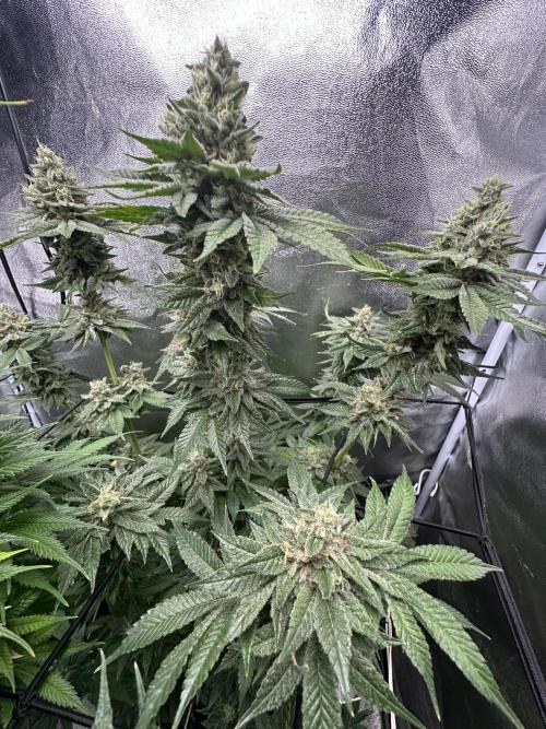Crazy Platinum Marker. Week 18