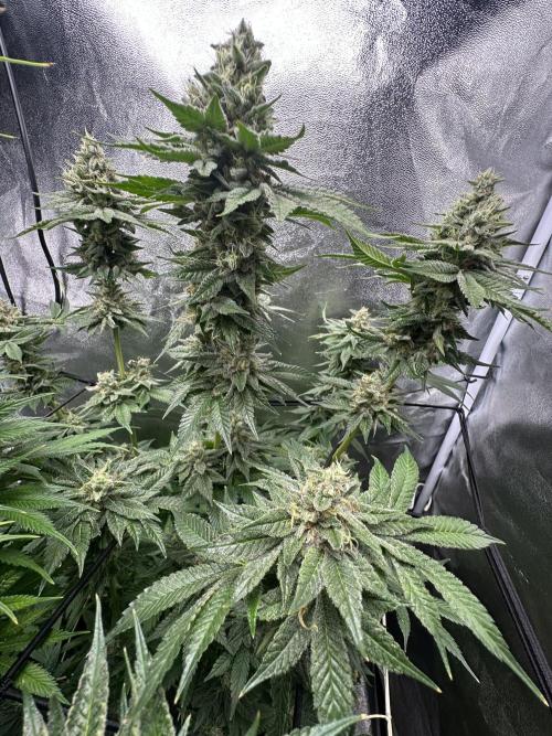 Crazy Platinum Marker. Week 18