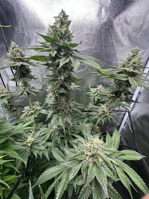 Crazy Platinum Marker. Week 18