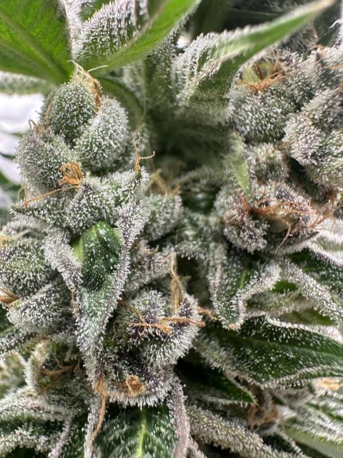 Crazy Platinum Marker. Week 18