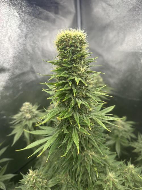Crazy Platinum Marker. Week 18