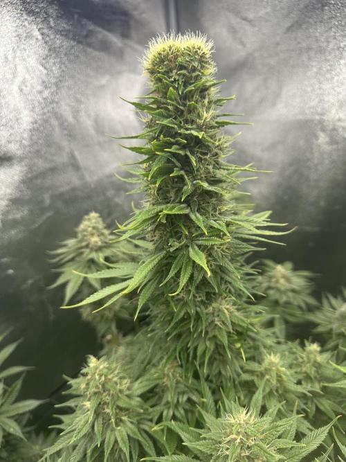 Crazy Platinum Marker. Week 18