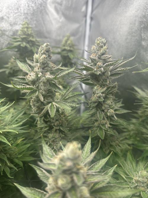 Crazy Platinum Marker. Week 18