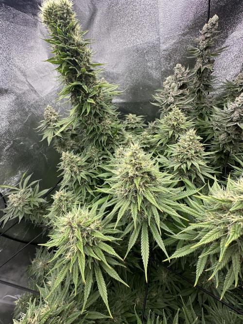 Crazy Platinum Marker. Week 19