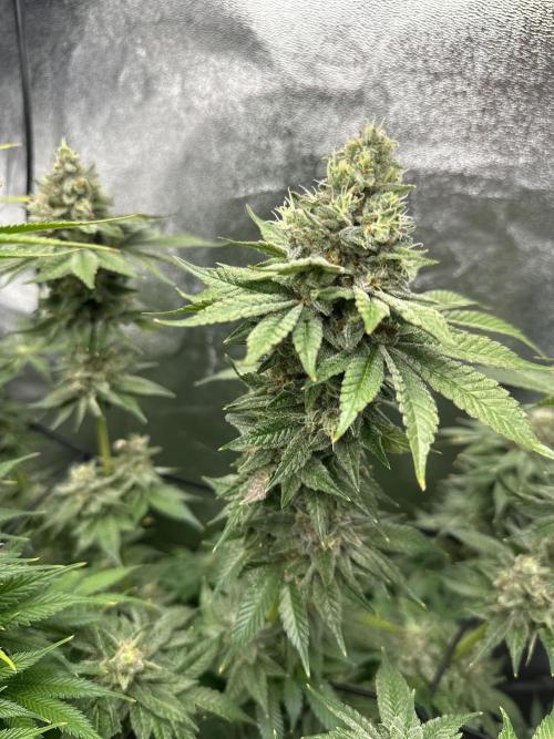 Crazy Platinum Marker. Week 19