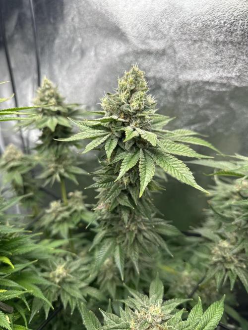 Crazy Platinum Marker. Week 19