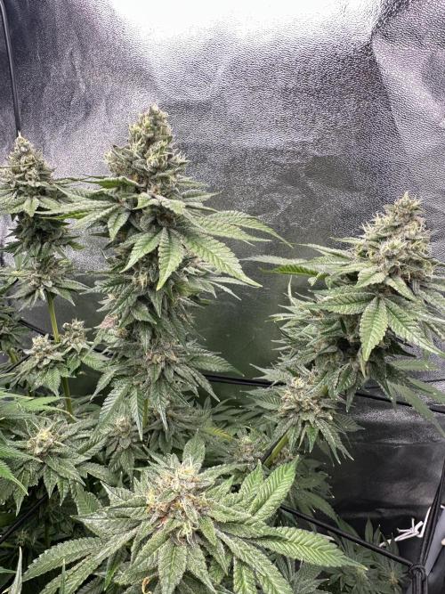 Crazy Platinum Marker. Week 19