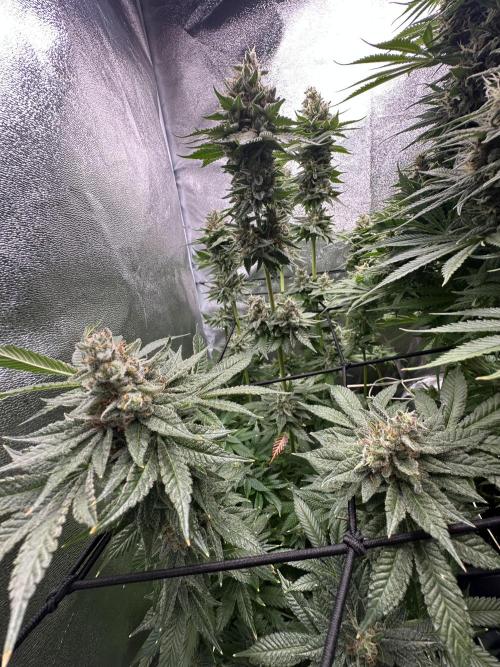 Crazy Platinum Marker. Week 19