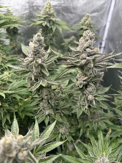 Crazy Platinum Marker. Week 20