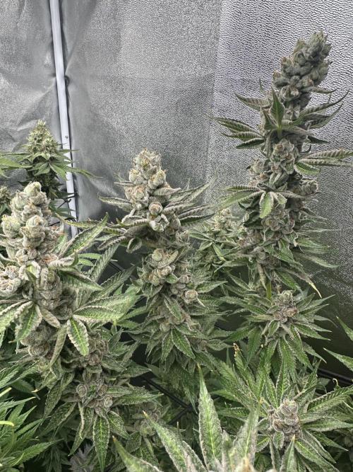 Crazy Platinum Marker. Week 20