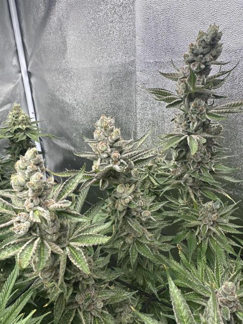 Crazy Platinum Marker. Week 20