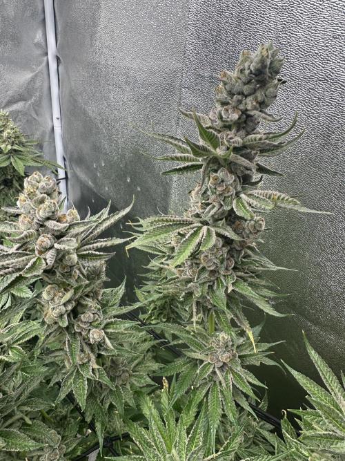 Crazy Platinum Marker. Week 20