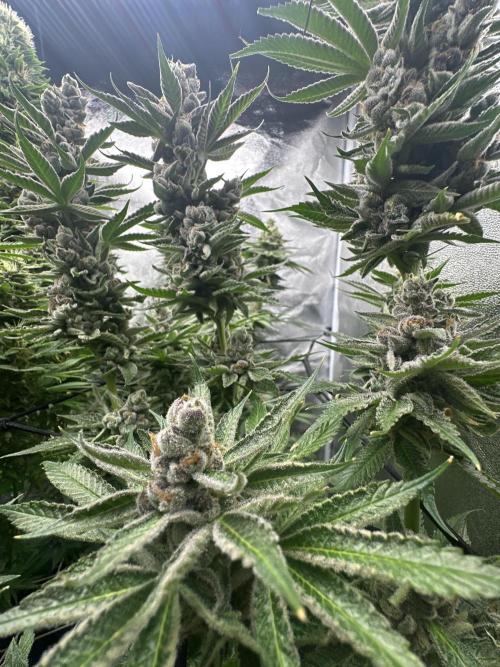 Crazy Platinum Marker. Week 20