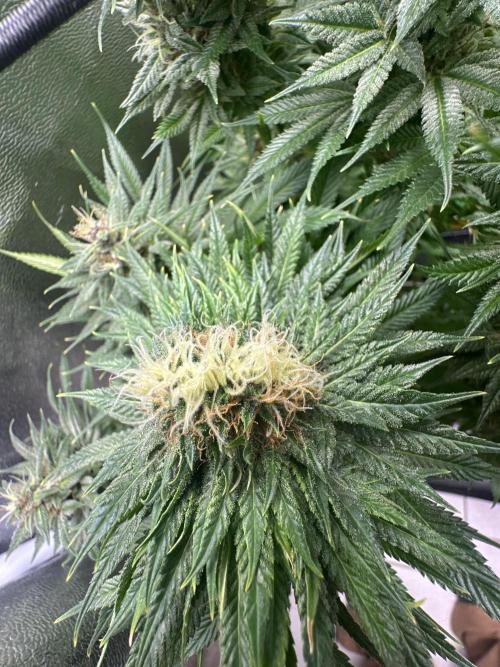 Crazy Platinum Marker. Week 20