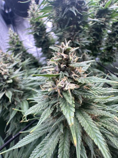Crazy Platinum Marker. Week 20