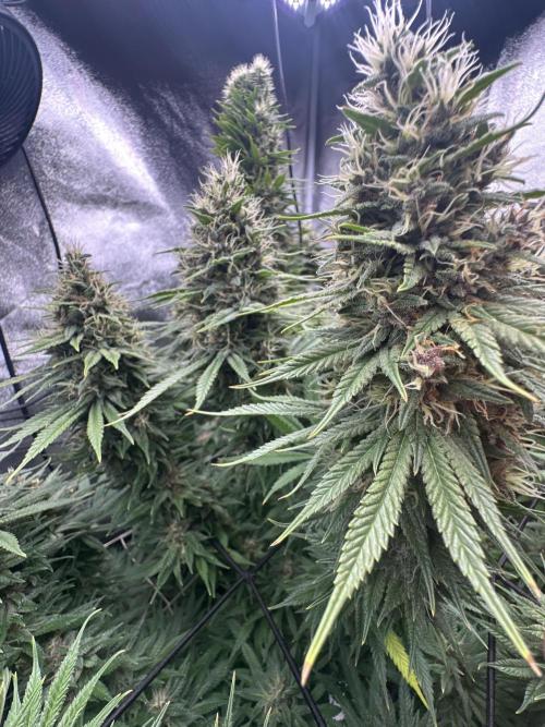 Crazy Platinum Marker. Week 20