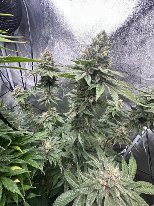 Crazy Platinum Marker. Week 20