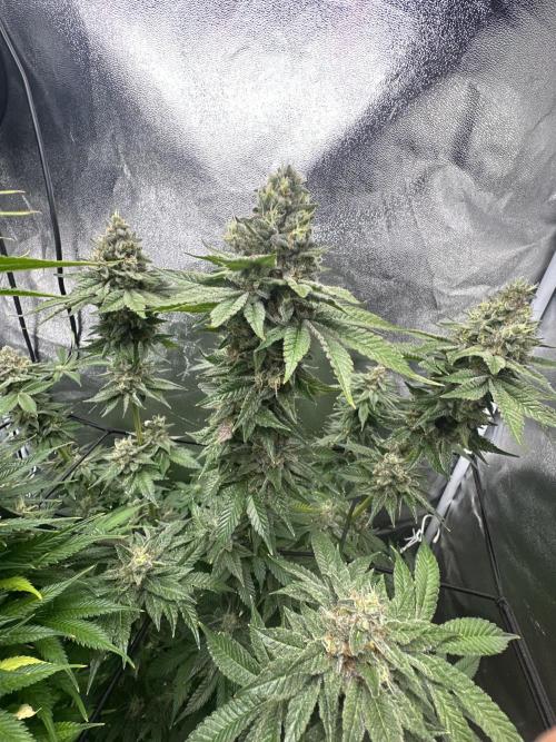 Crazy Platinum Marker. Week 20