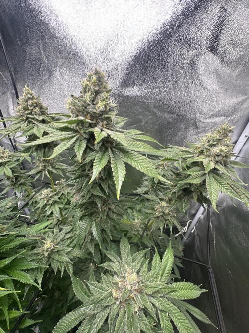 Crazy Platinum Marker. Week 20