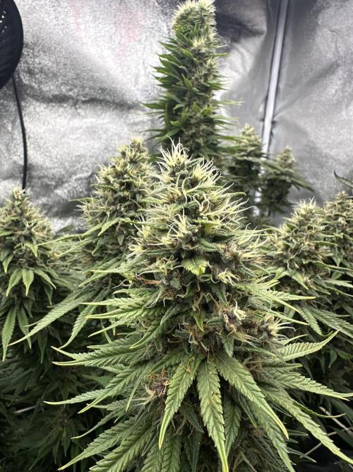 Crazy Platinum Marker. Week 20