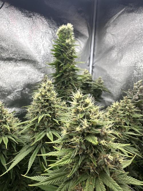 Crazy Platinum Marker. Week 20