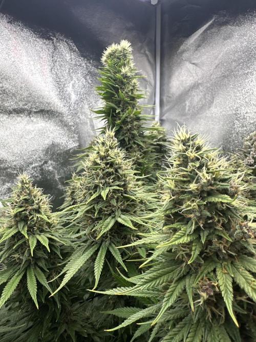 Crazy Platinum Marker. Week 20