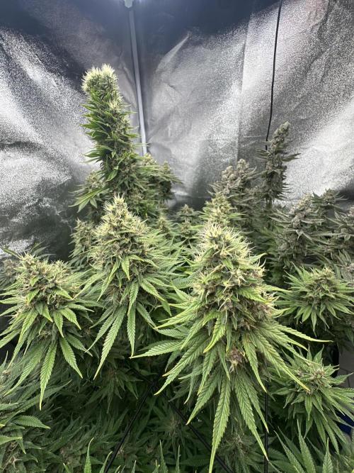 Crazy Platinum Marker. Week 20