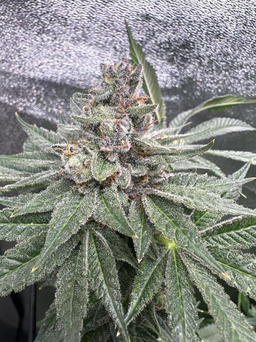 Crazy Platinum Marker. Week 20