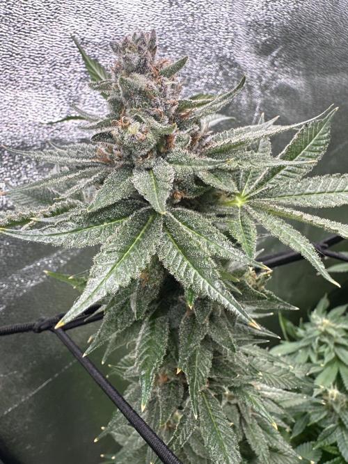 Crazy Platinum Marker. Week 20