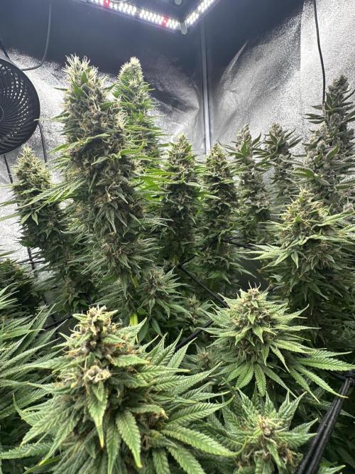 Crazy Platinum Marker. Week 20
