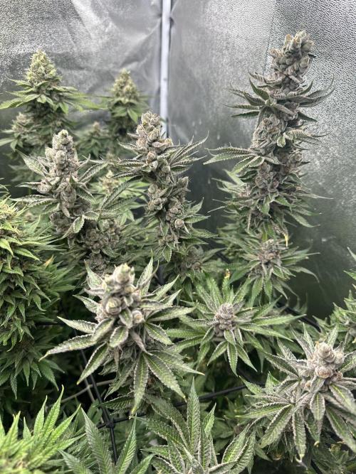 Crazy Platinum Marker. Week 20