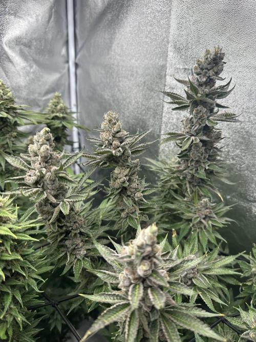 Crazy Platinum Marker. Week 20