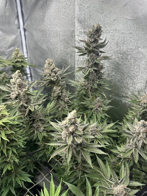 Crazy Platinum Marker. Week 20