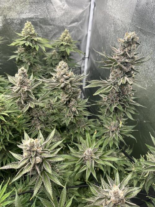 Crazy Platinum Marker. Week 20