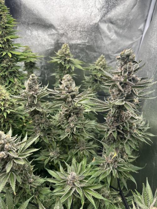 Crazy Platinum Marker. Week 20