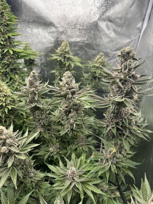 Crazy Platinum Marker. Week 20