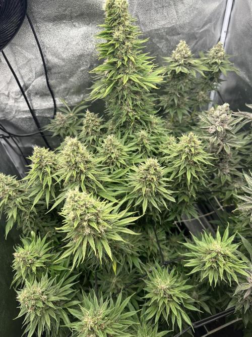 Crazy Platinum Marker. Week 20