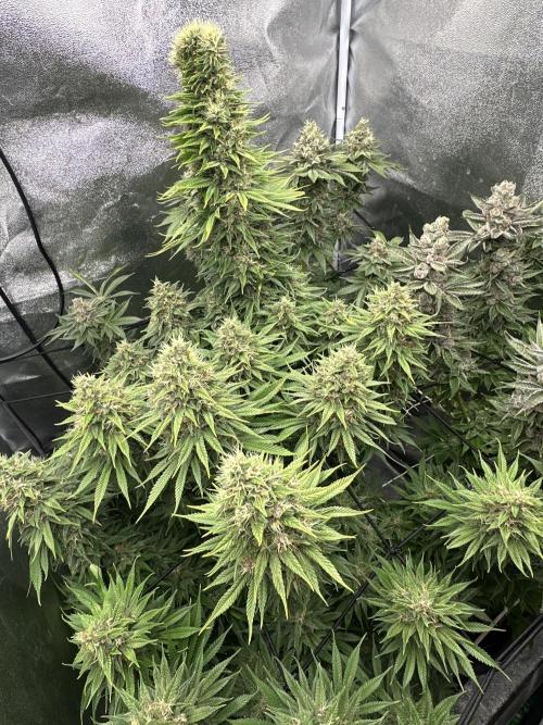 Crazy Platinum Marker. Week 20