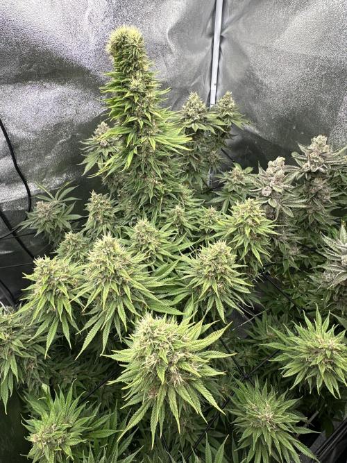 Crazy Platinum Marker. Week 20